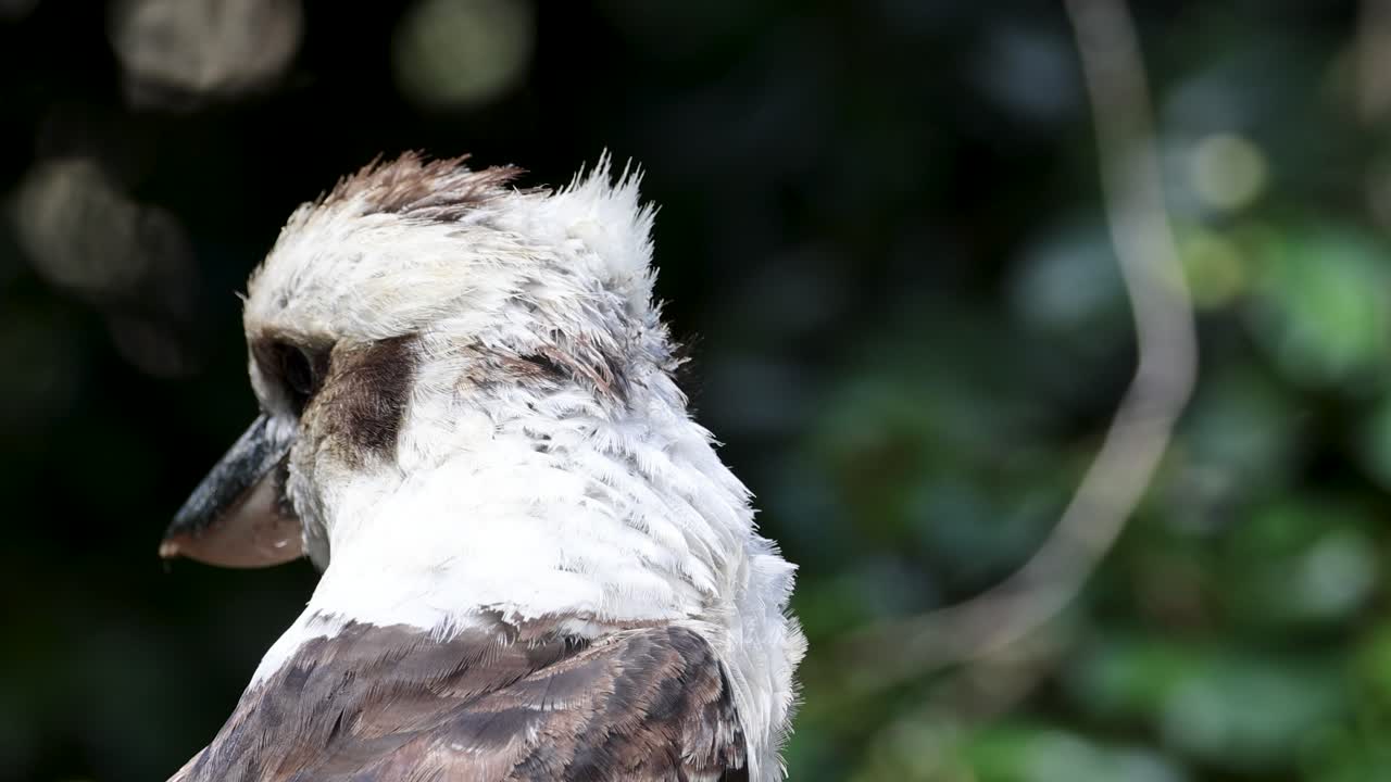 primer plano de un kookaburra en un bosque