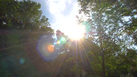 sun flare behind trees