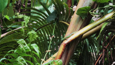 close up shot of green gecko yawning in wild jungle of hawaii during summer