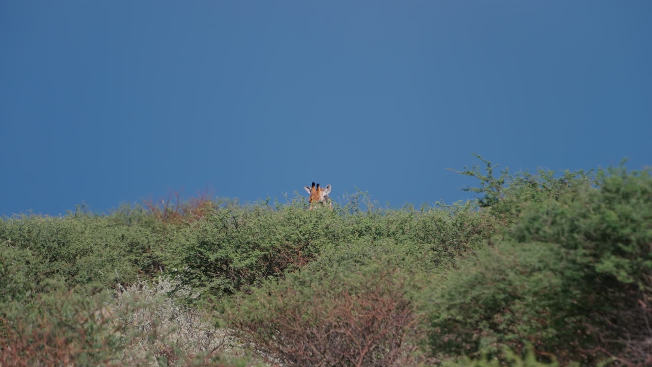Giraffe in African Savanna