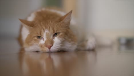 a bored house cat observes his owner