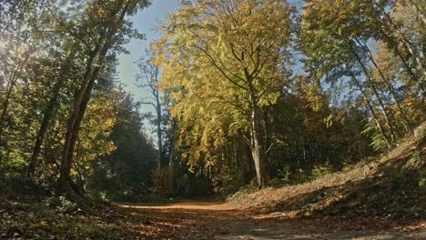 Herbstbaum-An-Der-Forststraße,-Die-Blätter-Abwirft-Und-Verliert,-Wenn-Der-Wind-Weht