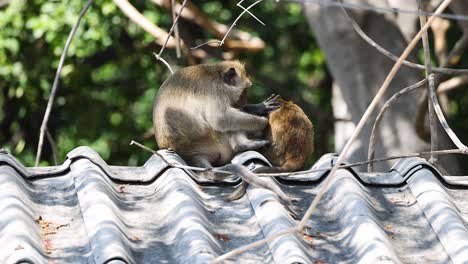 two monkeys engage in social grooming outdoors.