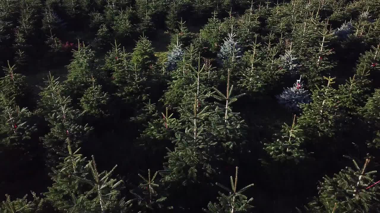 Vue aérienne basse reculant au-dessus de sapins de Noël