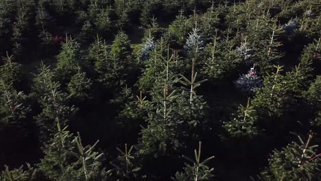 Low aerial reversing over Christmas trees
