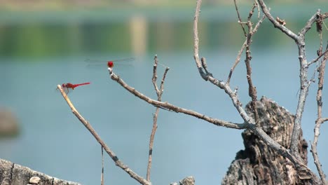 medium exterior shot of red dragonflies on a dead branch in the day