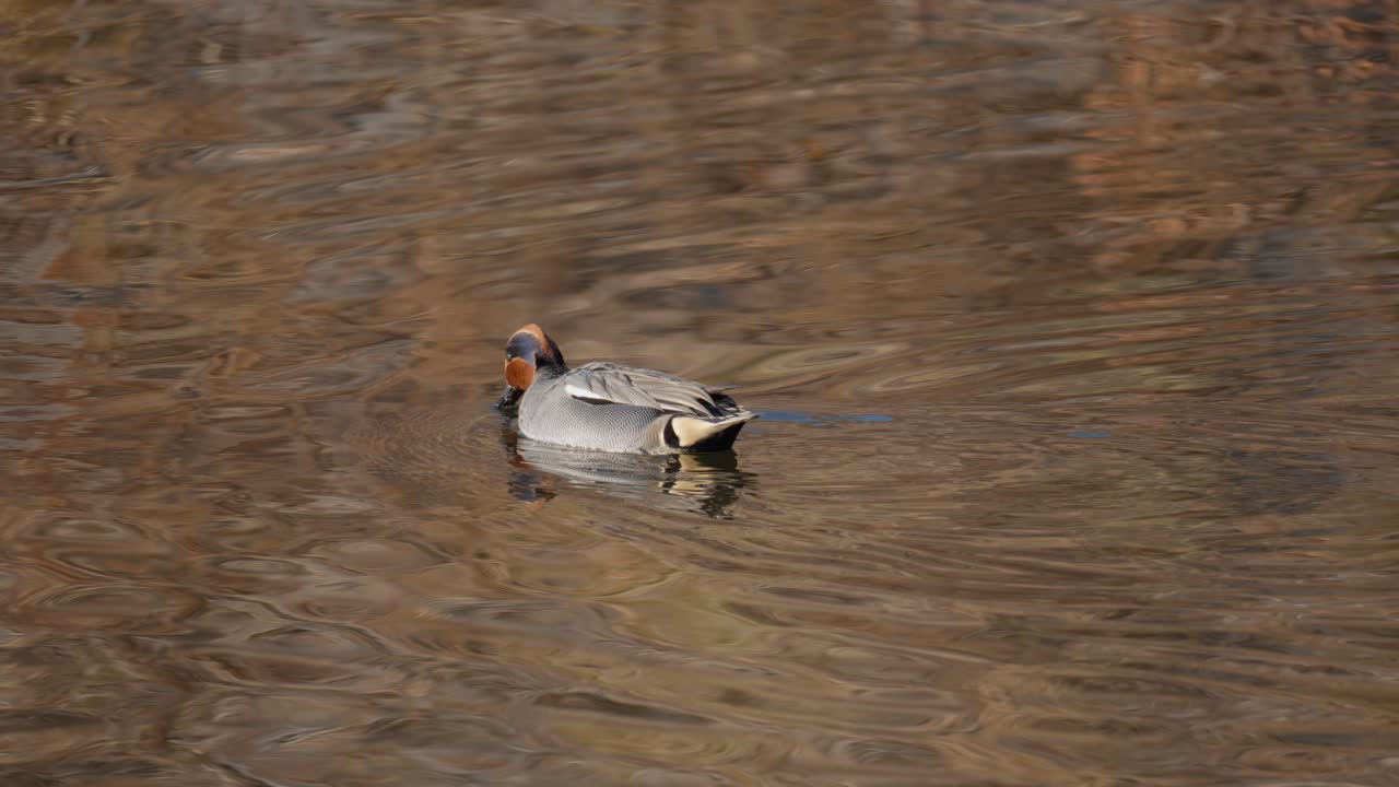 Alzavola eurasiatica che mangia alghe mentre nuota su un lago in una sera di sole in autunno