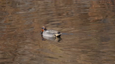 Eurasian-Teal-duck-eating-alga-while-swimming-on-a-lake-on-sunny-evening-in-autumn-season