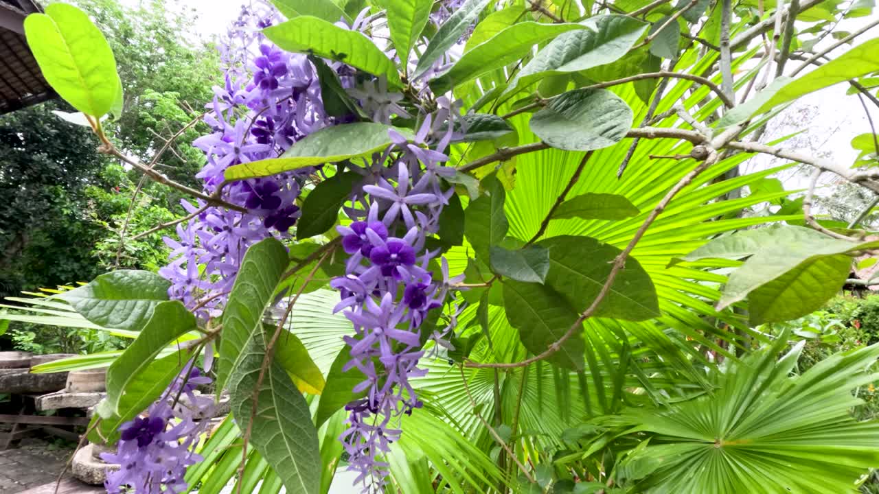 Close-up of Petrea volubilis blossoms gently moving outdoors, natural daylight, lush tropical foliage
