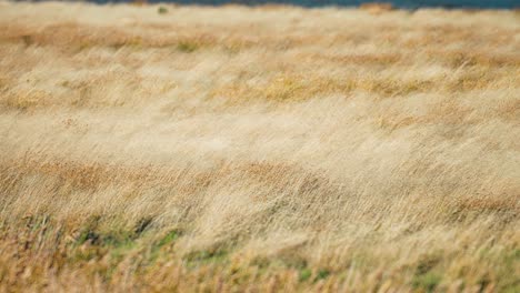 Der-Starke-Wind-Schlägt-Wellen-Auf-Das-Trockene-Gras,-Das-An-Der-Küste-Wächst