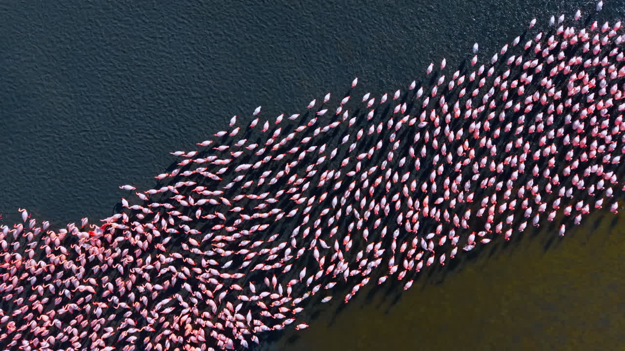 Vista dall'alto di una fila di fenicotteri che si muovono attraverso acque scure. Prospettiva aerea di una fitta fila di fenicotteri rosa che nuotano e guadano in acque blu scuro.