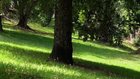 a close handheld shot of the trunk of a pine tree with several other trees in the background, their branches swaying in the wind on a clear and windy day in a park in the city of auckland, new zealand