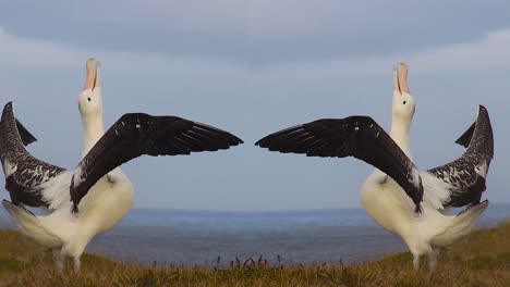 el reflejo de un albatros errante bailando solo en el frío subantártico