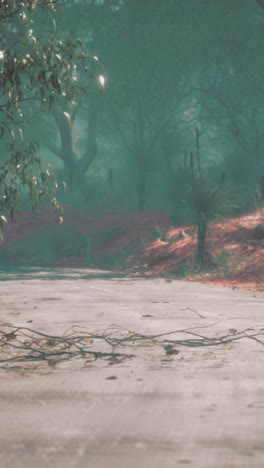 foggy forest road