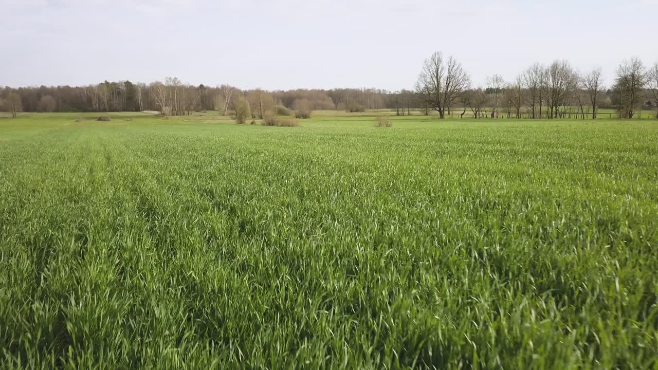 drone fly above green agricultural land rye field farmland plantation chancing crop quality