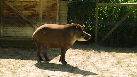 funny looking animal similar to a pig is standing in the middle of a farm looking away from ma camera moving his nose to smell all your fears zooming in to his face