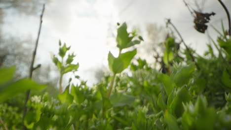 close-up of green plants in sunlight