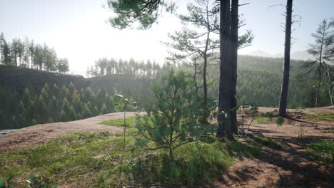 Mountains-covered-with-woods-in-the-early-morning-mist