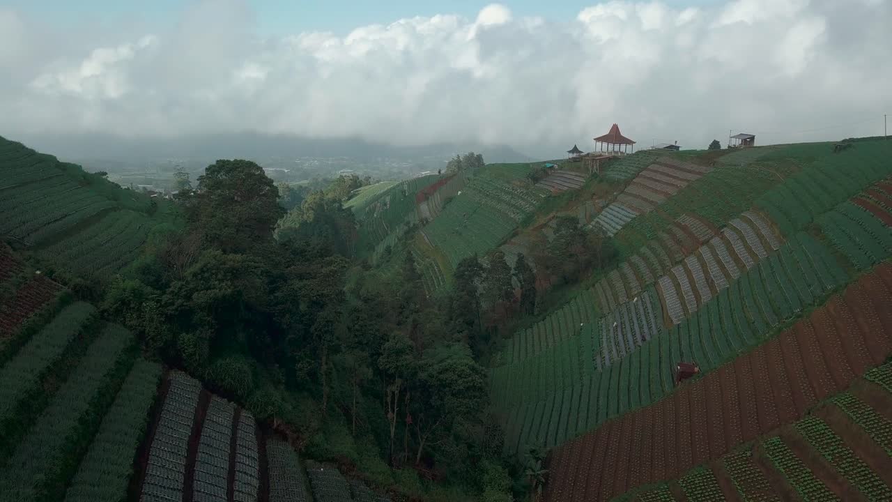 농장의 신선한 야채를 심고 수확하는 노동자