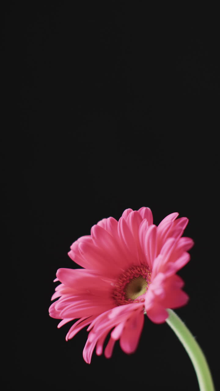 Vertical video of pink gerbera flower with copy space on black background