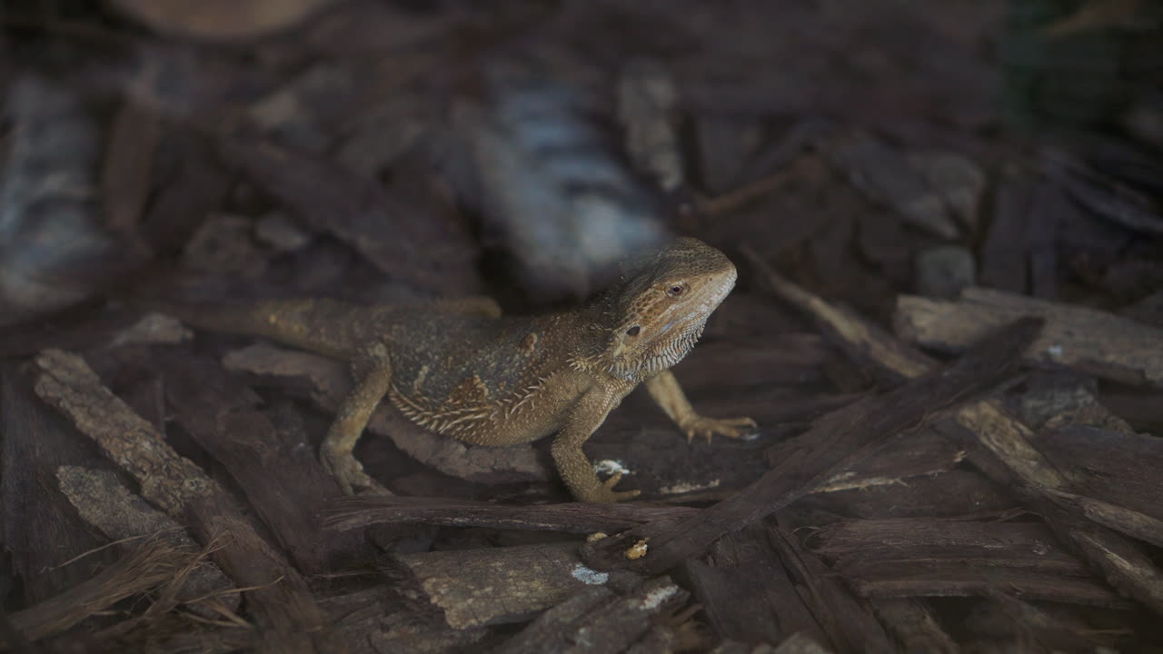 Bearded Dragon in its Enclosure