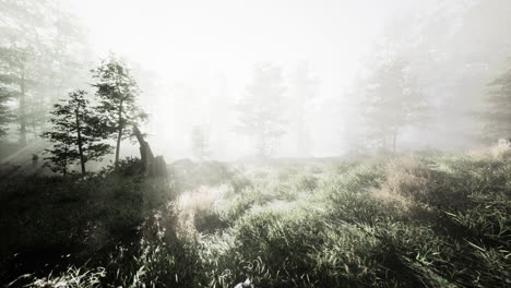 Sonnenstrahlen-In-Einem-Wald-An-Einem-Diesigen-Morgen