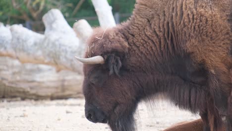 a video offers a glimpse into a bisons serene natural habitat this video offers a glimpse into a bisons life showcasing it grazing gently laying down and culminating with a majestic shot of its impressive horns