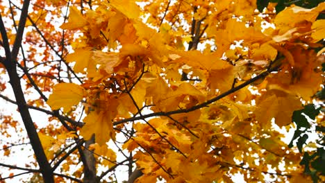 yellow maple leaves on a branch swaying in the wind under the autumn sky