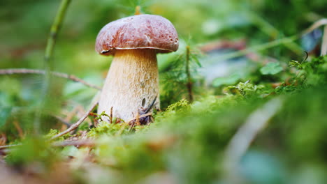 a beautiful and mouth-watering white fungus grows in the forest desired mine of mushroom picker