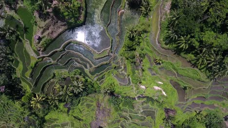 drone top down shot of rice paddies in ubud on bali, indonesia