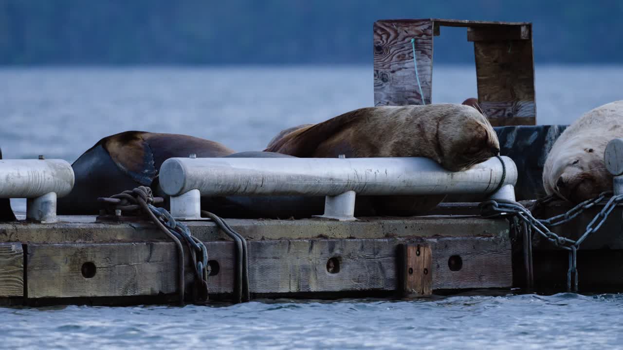 Un gruppo di leoni marini si riposa su un molo al largo della costa dell'Isola di Vancouver, Canada