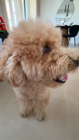 happy poodle
