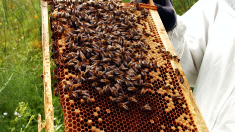 beekeeper holding and examining beehive