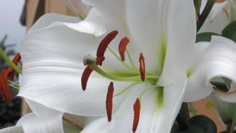 macro shot of a white royal lily flower in full bloom - close up