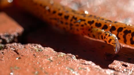 extreme closeup of the lower side of a long-tailed salamander while it is walking slowly showing the sticky feet