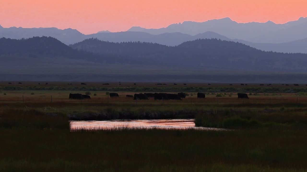 Locked-off sunset shot of black cattle grazing across a broad Owens Valley meadow. A reflective river segment glows in the foreground while blue, layered Sierra ridgelines silhouette the horizon