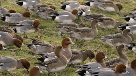 Pfeifentenvögel-Schwärmen-Beim-Füttern-Von-Gras,-Wildgeflügel,-Tier,-Natur,-Winter,-Großbritannien