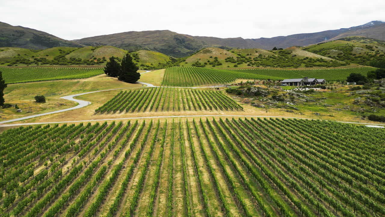 valle del vino con hileras de vides en el valle de gibbston, otago central, nueva zelanda