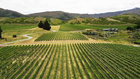 Wine-valley-with-rows-of-vines-in-Gibbston-valley,-Central-Otago,-New-Zealand