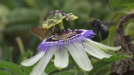 close up of a butterfly standing over blue crown passion flower and black bumblebee arrives and scare it away