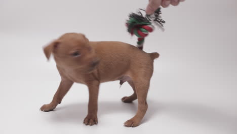 very playful miniature pinschers puppy with multicolored dog chew rope toy, white background