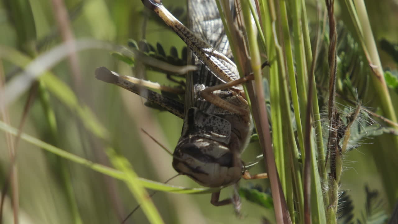 locusta migratoria alimentándose de brizna de hierba, primer plano