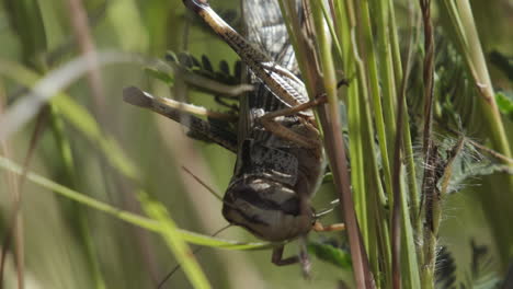 locusta migratoria alimentándose de brizna de hierba, primer plano