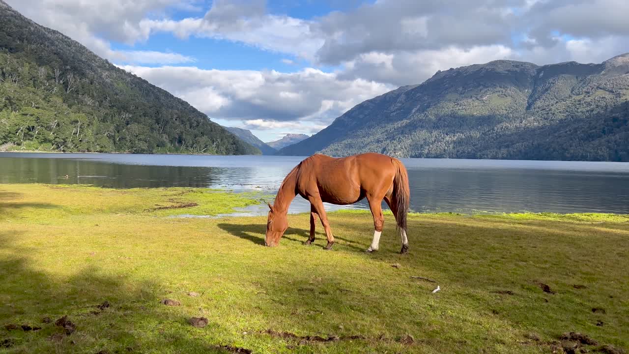 A horse grazing by the serene lakeside in Patagonia with mountains in the background