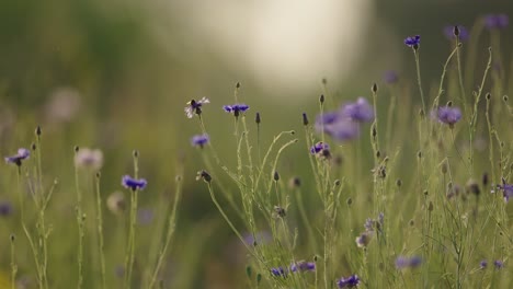 honey bees pollinating on the field of blue native medicinal and indigenous cornflower plants