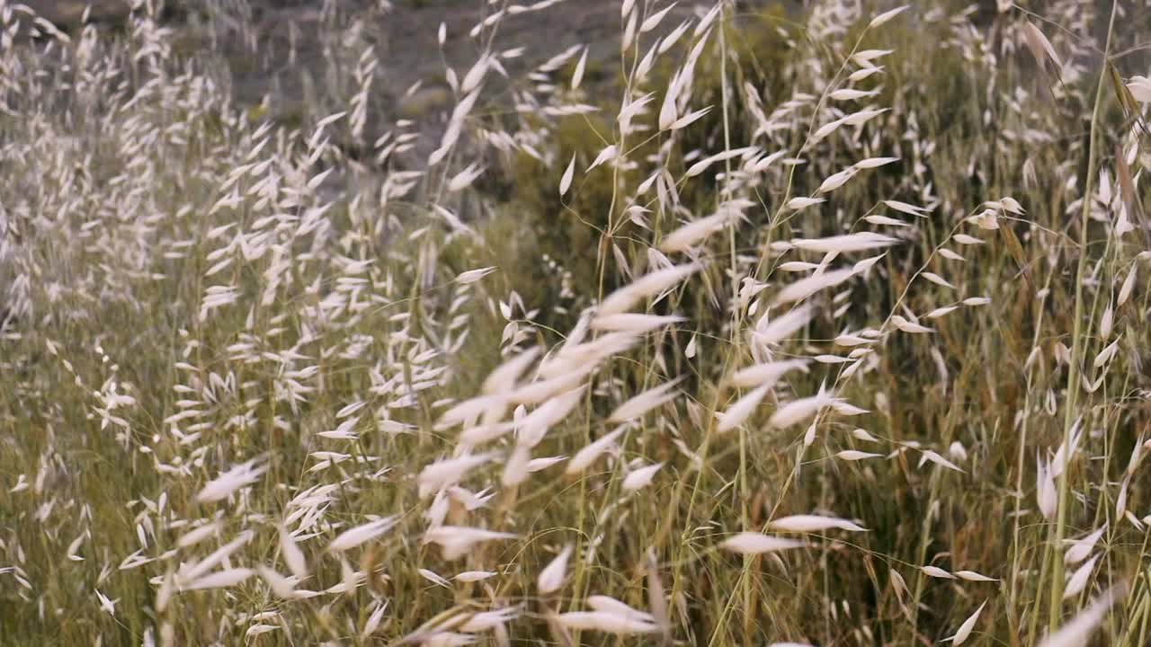 la hierba dorada salvaje se balancea suavemente en cámara lenta