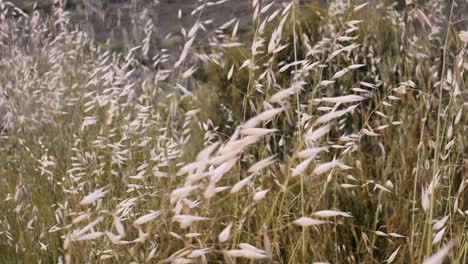 wild golden grass gently swaying slow motion