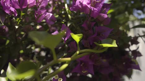 This-footage-offers-a-visual-journey-as-the-camera-moves-slowly-along-a-branch-adorned-with-a-delicate-blend-of-green-and-purple-flowers