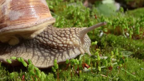 Helix-pomatia-also-Roman-snail,-Burgundy-snail