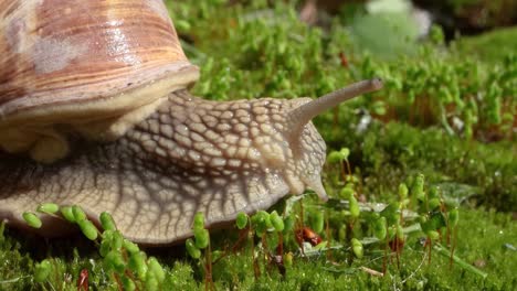 Helix pomatia also Roman snail, Burgundy snail